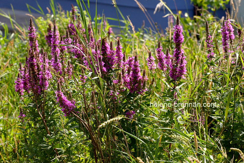 Loosestrife 9231 Photo