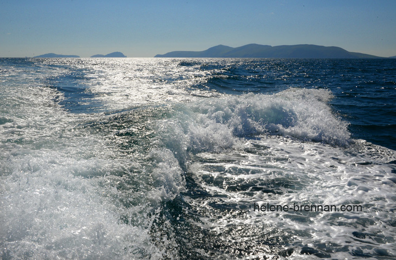 Blasket Islands 8595 Photo