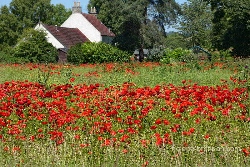 Poppy Field, Fife 8872 Photo