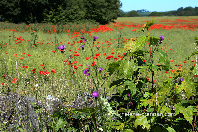 Wild Flowers, Fife 88723 Photo