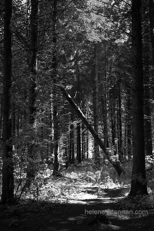 Forest, Fife 8699 Photo