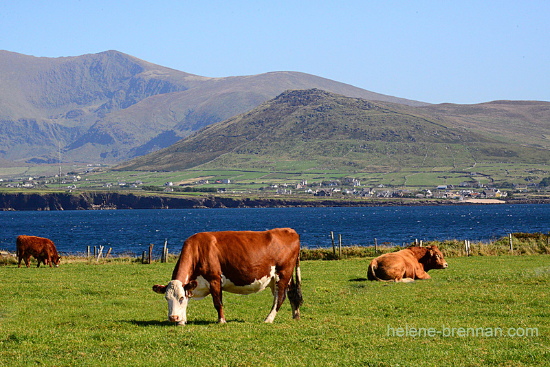 Cows Grazing 9591 Photo