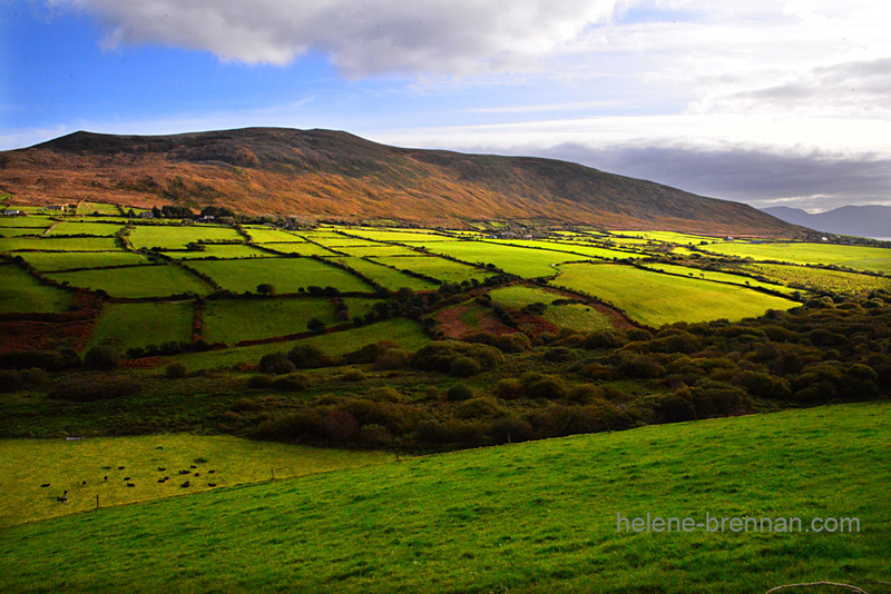 Greeen Fields 0206 Photo