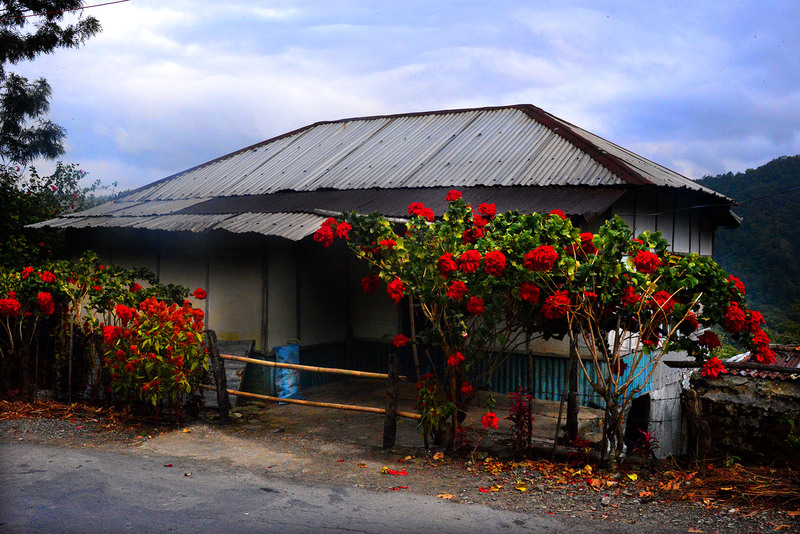 House with Poinsettias 1139 Photo