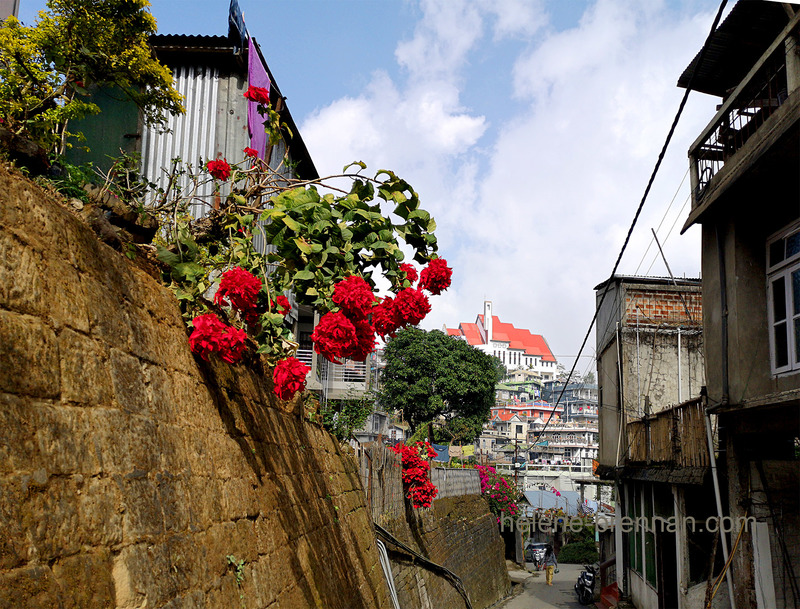 Aizawl Poinsettias 114949 Photo