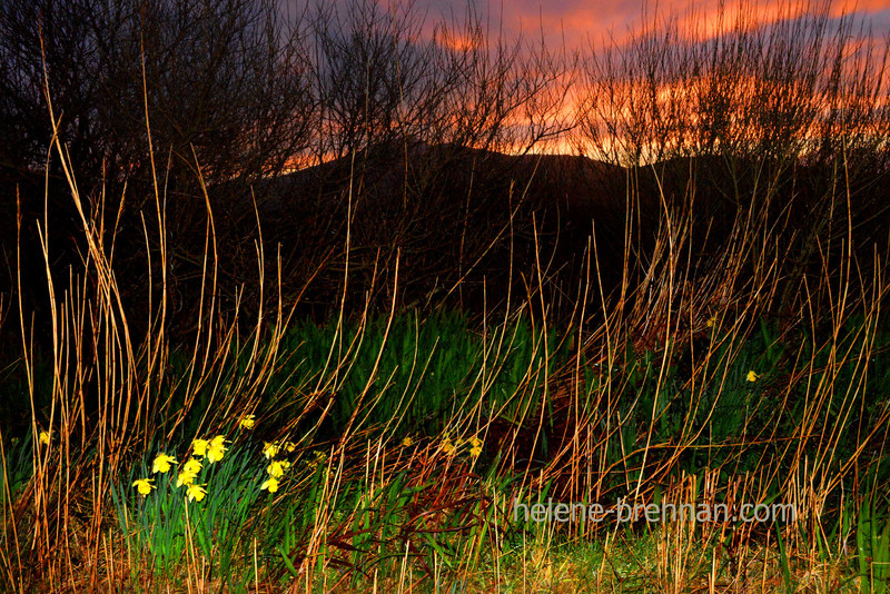 Ballyferriter Sunset 1795 Photo